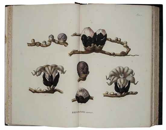 Appraisal: Blume Carolo Ludovico Flora Javae vol plates only of of