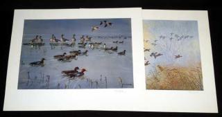 Appraisal: Pcs Markham SIGNED PETER SCOTT ORNITHOLOGICAL PRINTS Teal Widgeon World