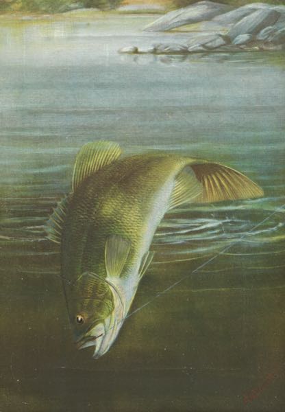 Appraisal: HARRY A DRISCOLE AMERICAN - x Bass grabbing a fly