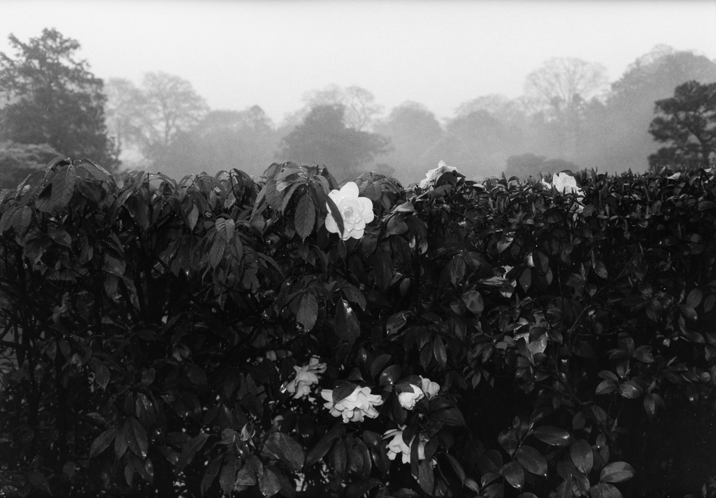 Appraisal: LEE FRIEDLANDER Flowers and Trees Illustrated with large-format reproductions of