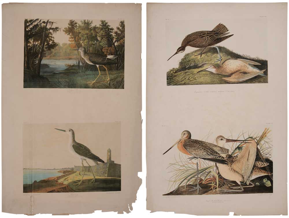 Appraisal: After John James Audubon New York - Two double elephant