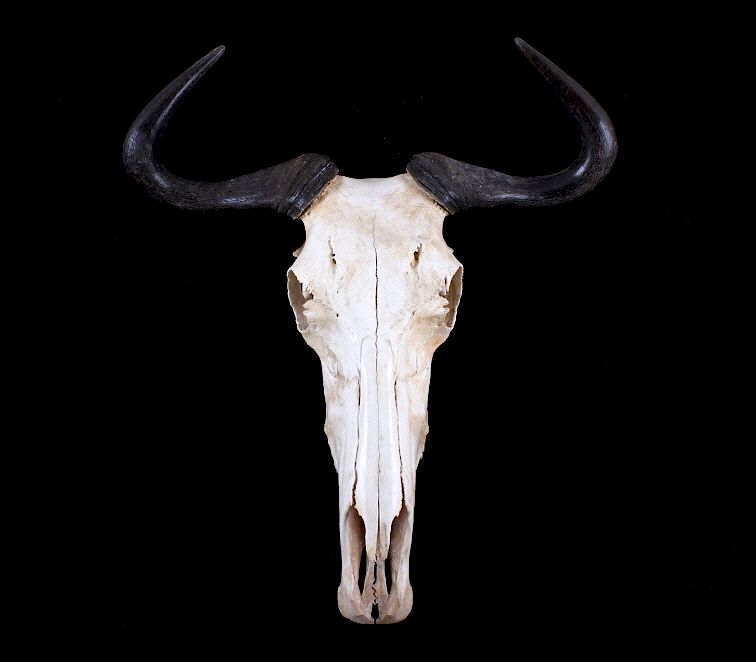 Appraisal: Blue Wildebeest Skull Available in this lot we have a