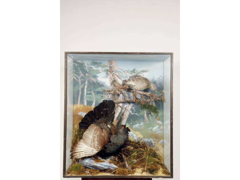 Appraisal: TAXIDERMY A LARGE MONTAGE OF A DISPLAYING COCK AND HEN