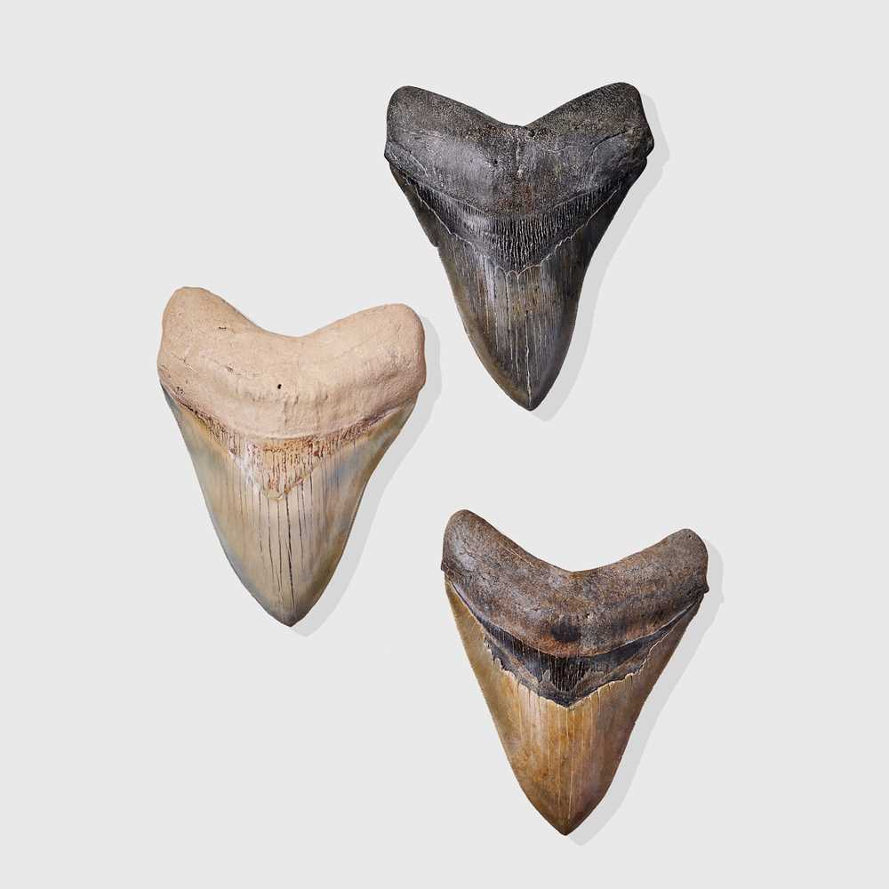 Appraisal: COLLECTION OF MEGALODON TEETH SOUTH CAROLINA JAVA MIOCENE PERIOD MILLION