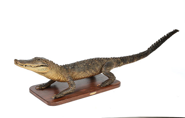 Appraisal: AN OLD PRESERVED NILE CROCODILE mounted on a wooden base