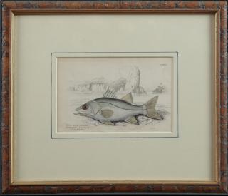 Appraisal: William Home Lizars - Centropomus Undecimalis th c hand-colored fish