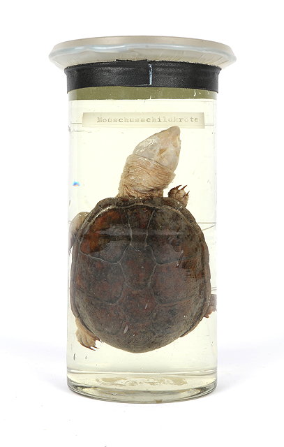 Appraisal: A PRESERVED COMMON MUSK TURTLE in cylindrical glass jar the