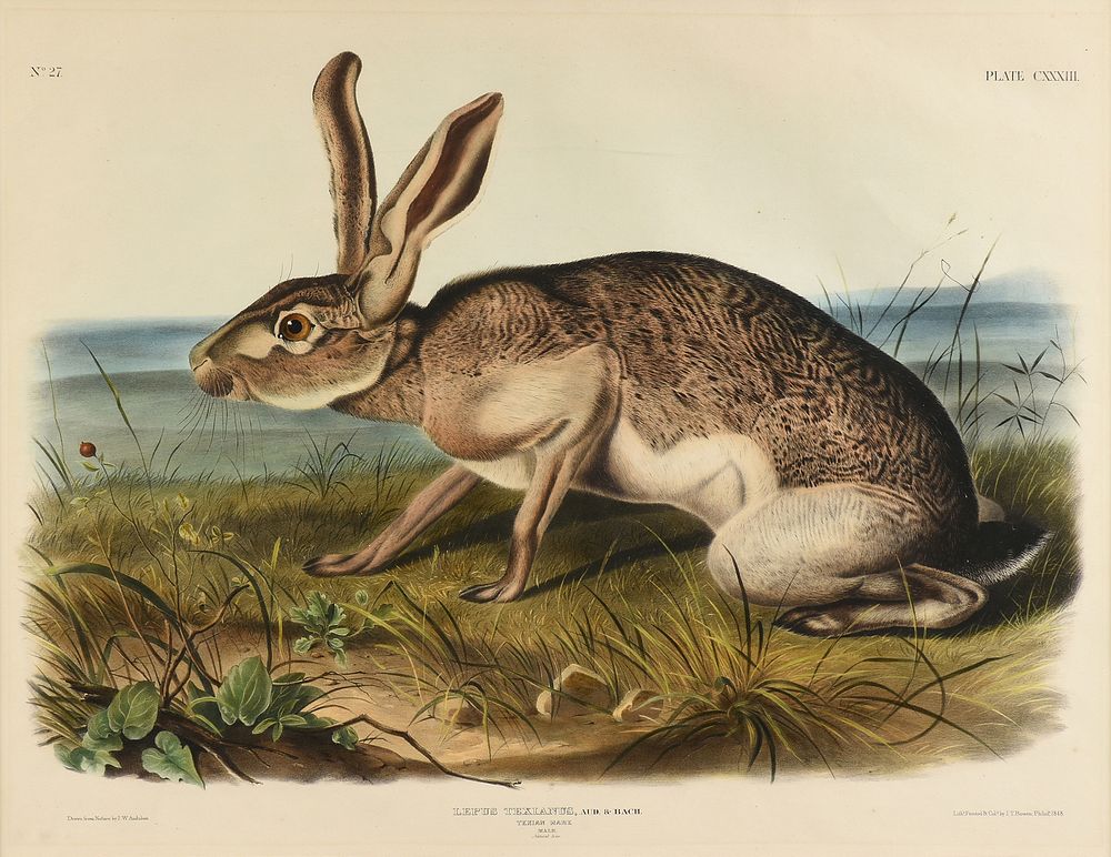 Appraisal: JOHN WOODHOUSE AUDUBON American - A LITHOGRAPH Lepus Texianus Aud