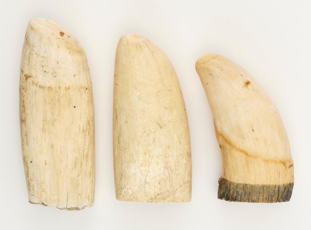 Appraisal: THREE SEMI-POLISHED WHALE'S TEETH LENGTHS FROM TO THREE SEMI-POLISHED WHALE'S