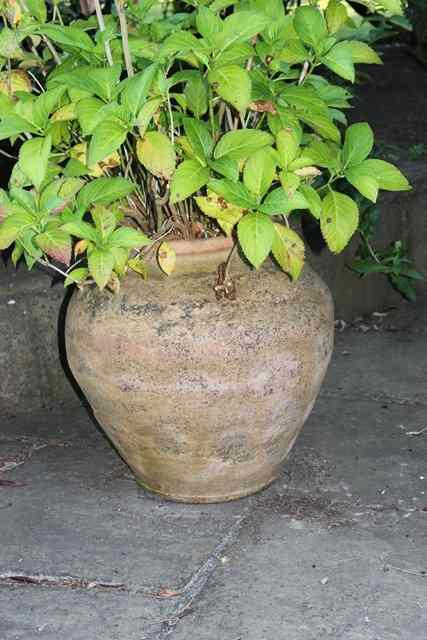 Appraisal: A TERRACOTTA OVOID PLANTER with ribbed decoration and two lug