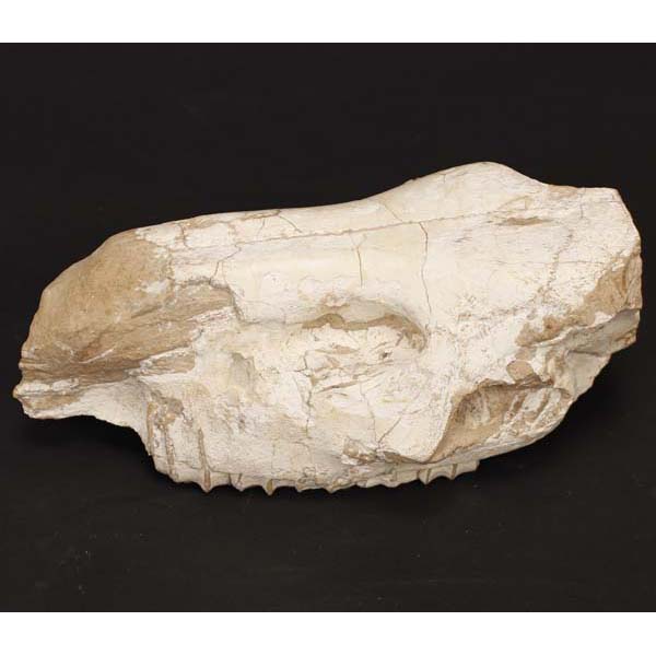 Appraisal: Hipparion sinesis fossil Prehistoric Horse Skull Upper Miocene Turolian Equivalent