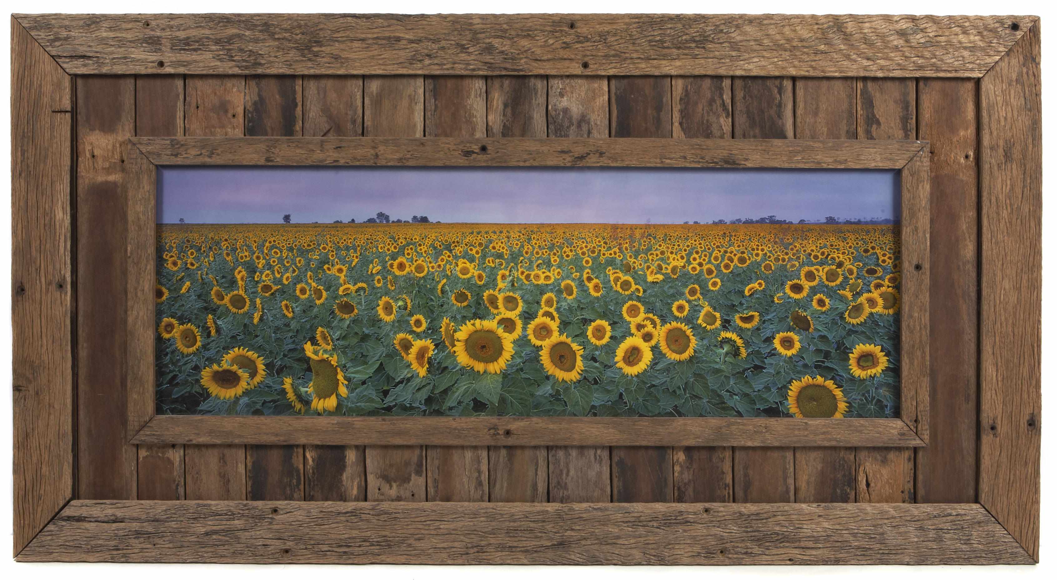 Appraisal: Peter Lik Australian born Sunflowers C-print mounted on fome core