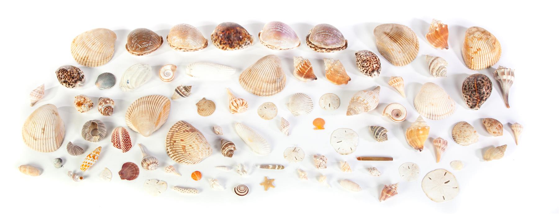 Appraisal: GROUP OF EXOTIC SHELLS Twentieth century Various seashells and sand