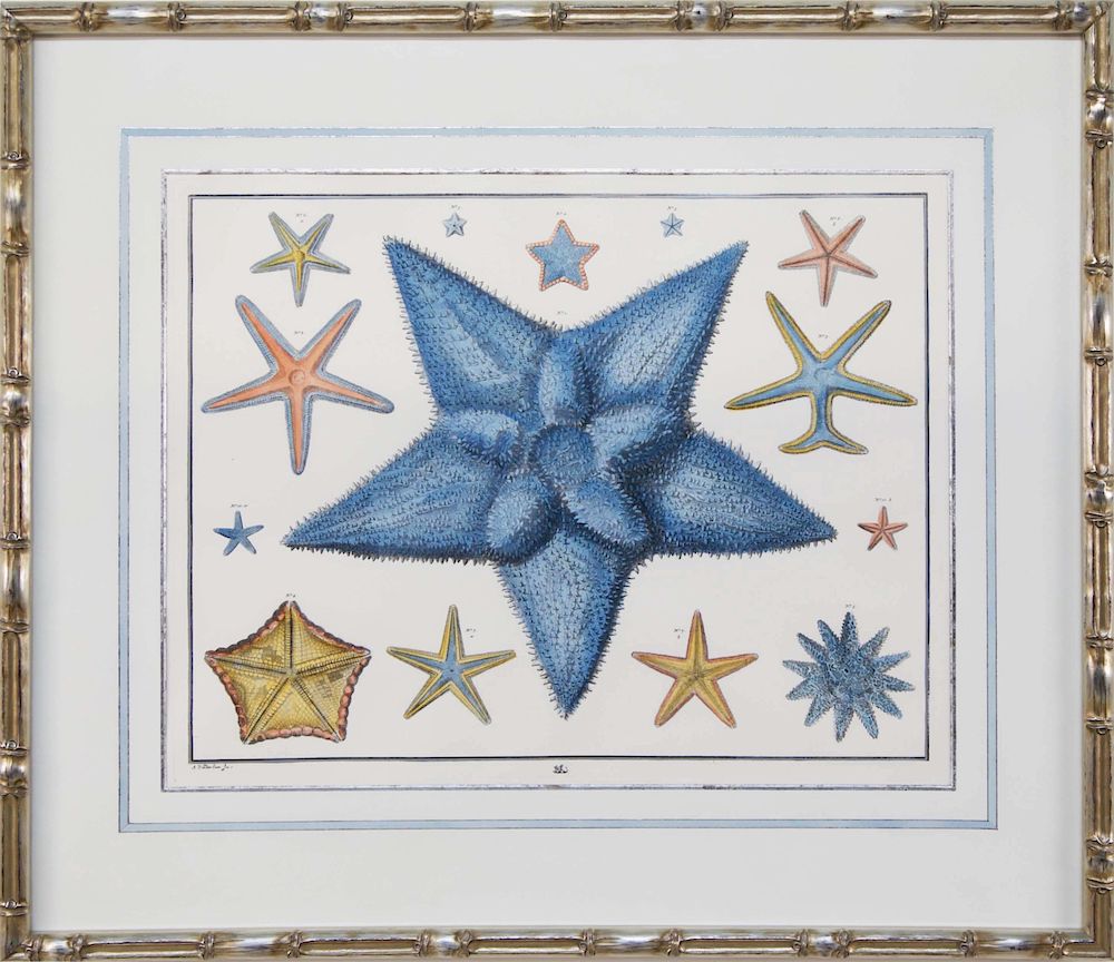 Appraisal: Albertus Seba Hand Colored Starfish Print in Custom Pewter Bamboo