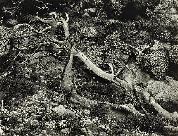 Appraisal: Brett Weston American - Fallen Tree with Wild Flowers Eroded