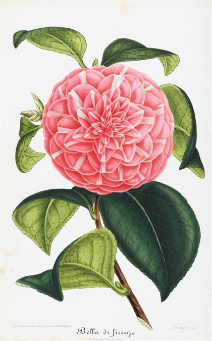 Appraisal: vol Nouvelle Iconographie des Camellias Gent - vols in to