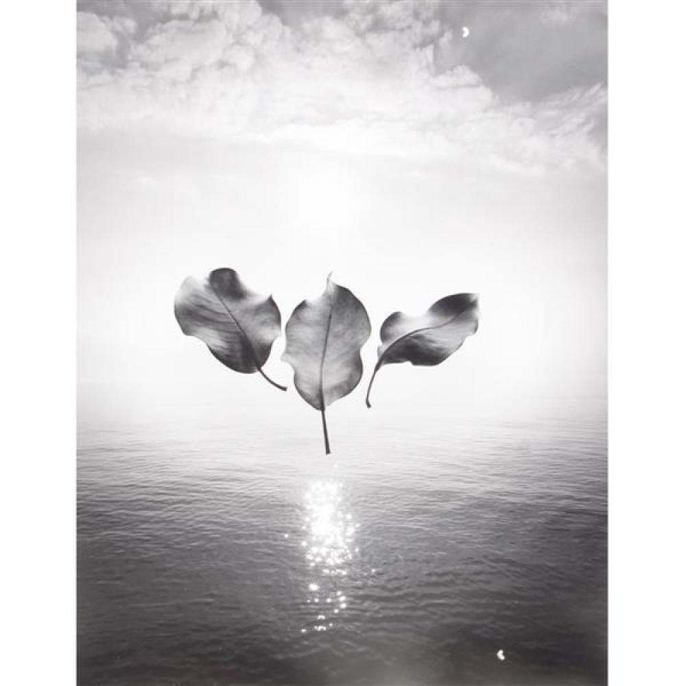 Appraisal: JERRY N UELSMANN AMERICAN UNTITLED FLOATING LEAVES PHOTOGRAPH H X