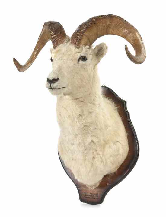 Appraisal: A Taxidermy Dall Sheep Ram Shoulder Mount set on a