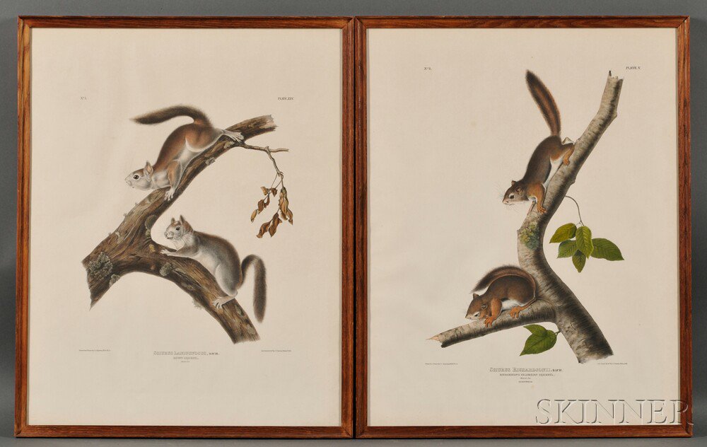 Appraisal: Audubon John James - Richardson's Columbian Squirrel Plate V and