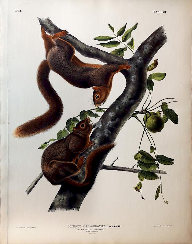 Appraisal: Audubon Quadrupeds Imperial Folio Orange-Bellied Squirrel Orange-Bellied Squirrel Plate John