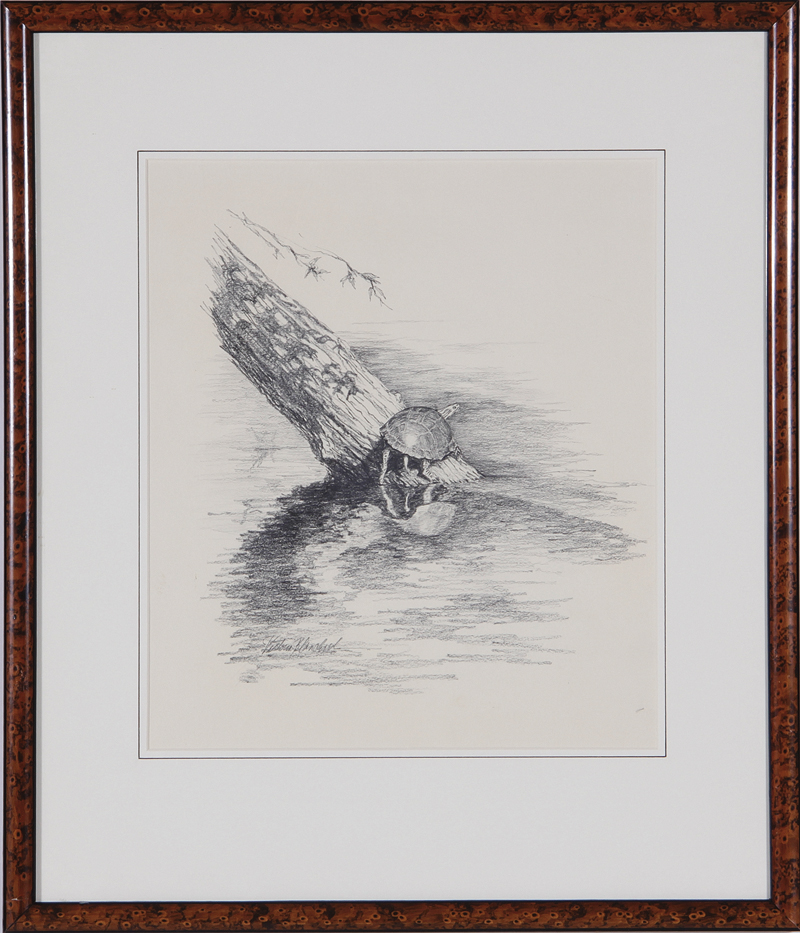 Appraisal: Victoria Blanchard American th century SUNNING TURTLE graphite on paper