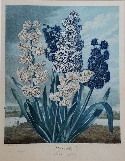 Appraisal: THOMAS WARNER AFTER S EDWARDS'Hyacinths' aquatint engraving hand-coloured for Dr