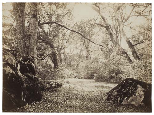 Appraisal: CUVELIER EUG NE - Glade Albumen print x inches x