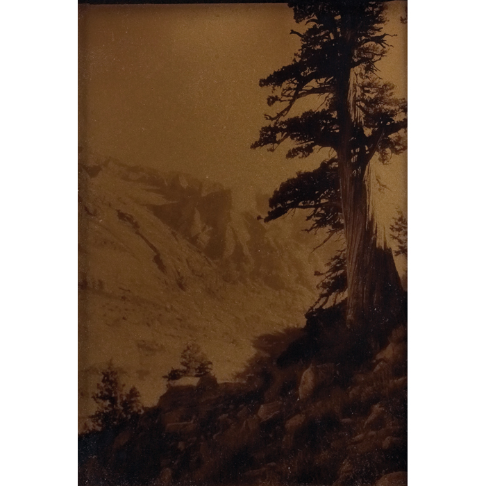 Appraisal: Lindley Eddy orotone ''Juniper Tree Sequoia National Park '' signed