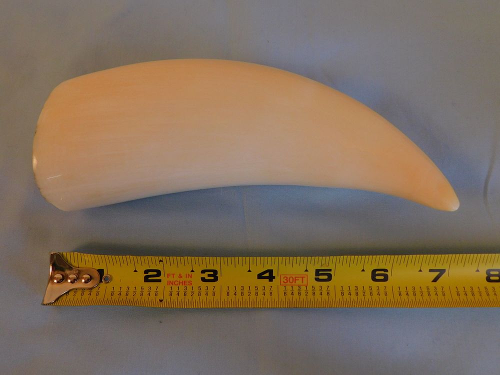 Appraisal: LARGE POLISHED WHALE TOOTH Large polished whale tooth with curved