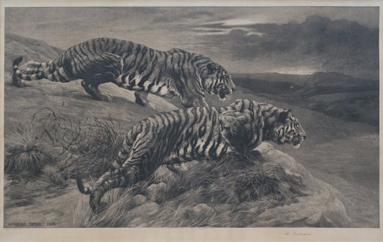 Appraisal: DICKSEE Herbert British - ''The Destroyers'' Tigers Crouching Etching ''