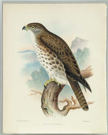 Appraisal: TWELVE BIRD PRINTS From The Birds of the Sandwich Islands