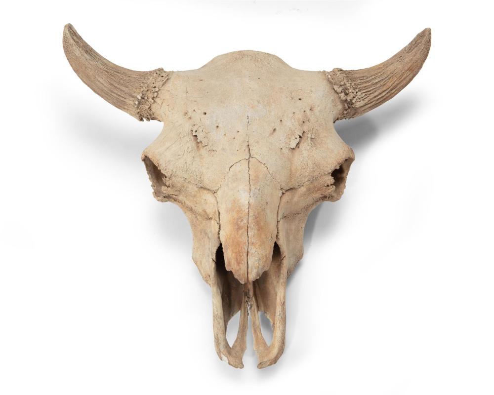 Appraisal: A fossilized bison skull Circa st- st century BCE or