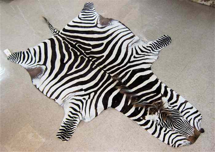 Appraisal: AFRICAN ZEBRA SKIN FLOOR RUG no backing overall dimensions of