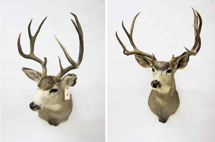 Appraisal: TWO NORTHWEST TROPHY GAME MOUNTS all Oregon deer bucks with