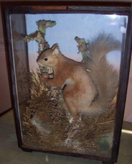 Appraisal: A taxidermy case containing a red squirrel modelled perched on