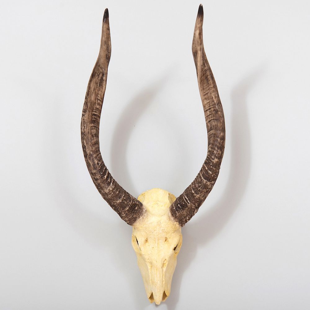 Appraisal: Animal Skull Trophy x x in Condition Minor wear in