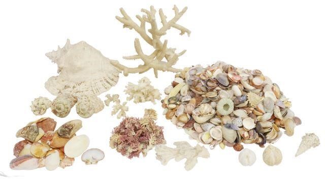 Appraisal: lot Large collection of seashells and coral various sizes shapes