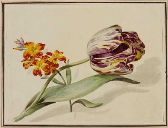 Appraisal: GERMAN th CENTYURY Botanical study sheet with tulip and gillyflower