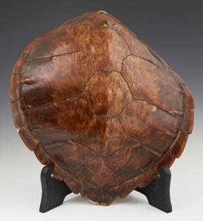 Appraisal: Tortoise Shell th c H - in W - in