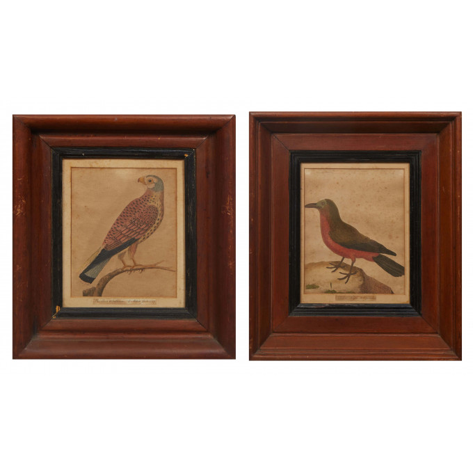 Appraisal: Eleazar Albin English - Pair of Bird Prints Chouces Chauve