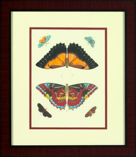 Appraisal: After Pieter Cramer Dutch - Butterflies suite of five chromolithographs