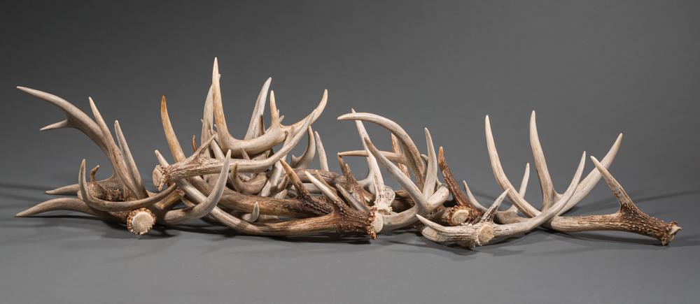 Appraisal: Group of Seventeen Shed Deer Antlers in a leather-bound basket