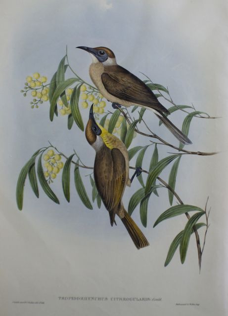 Appraisal: Yellow-throated Friar-Bird Tropidorhynchus Citreogularis