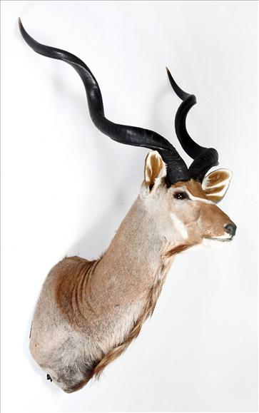 Appraisal: A shoulder mount of a kudu cm high see illustration