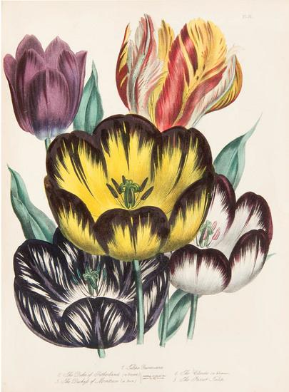 Appraisal: LOUDON Jane Webb - The Ladies' Flower-Garden of Ornamental Bulbous