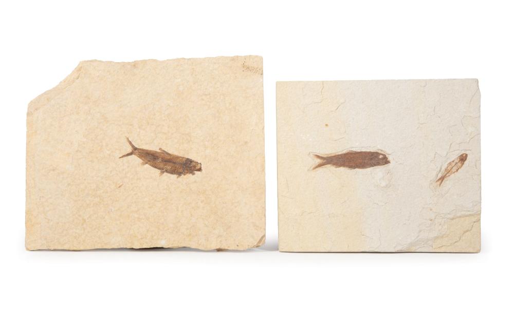 Appraisal: Ancient Knightia Fish Fossils c million years ago Green River