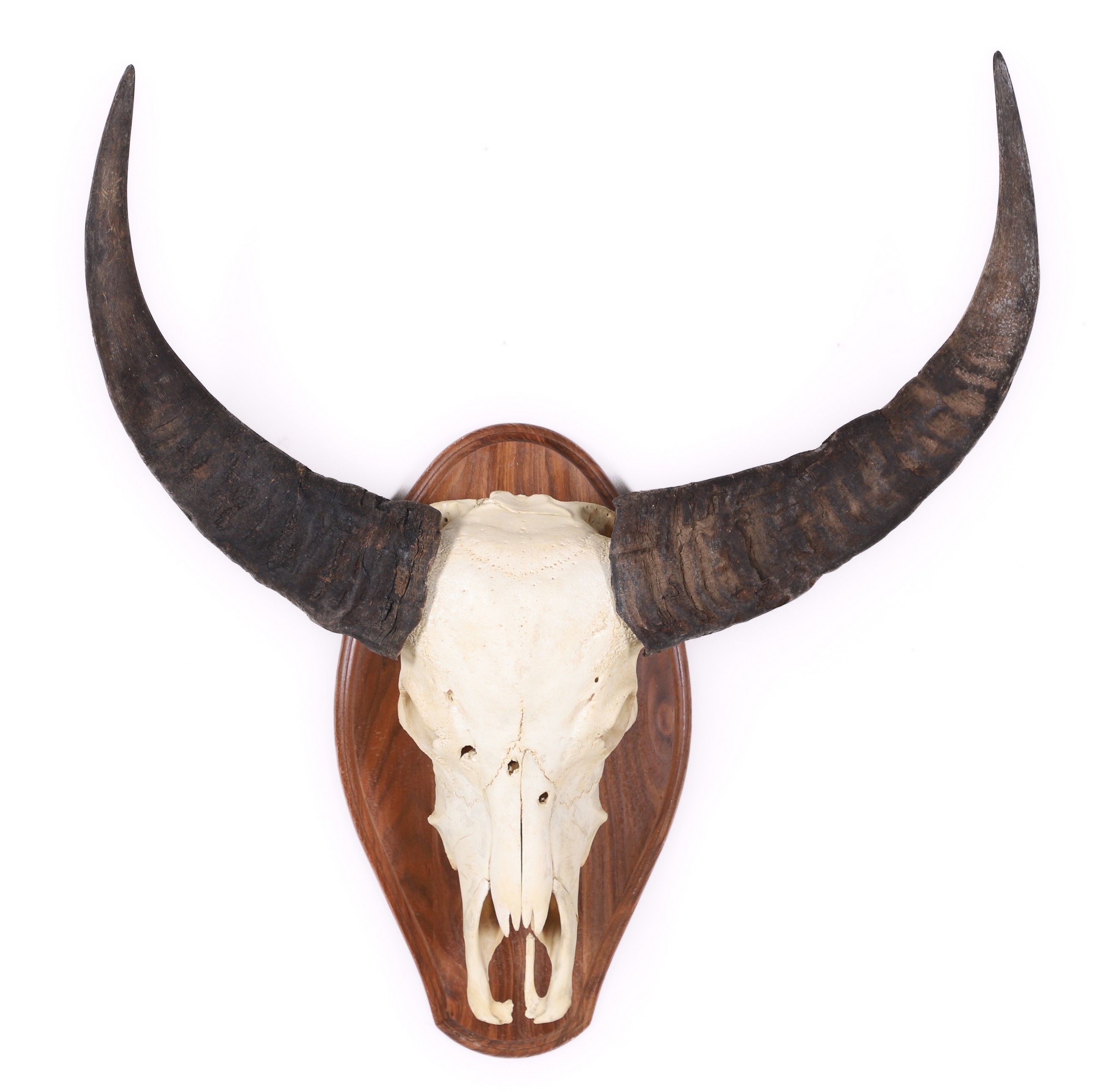 Appraisal: Water Buffalo Skull Mount Taxidermy mounted on wooden plaque