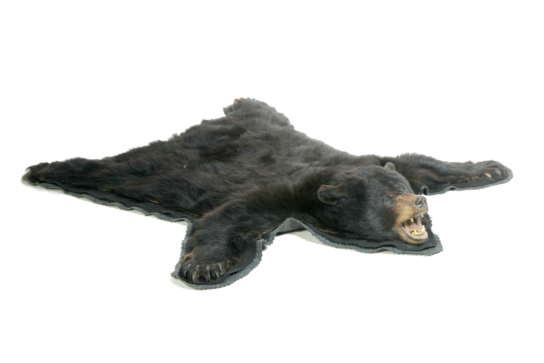 Appraisal: BLACK BEAR SKIN RUG American th quarter- th century Well