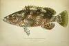 Appraisal: ILLUSTRATED FISH STUDY - Jordan David Stark 'American Food and