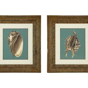 Appraisal: A Pair of Framed Serigraphs of Seashells th Century x